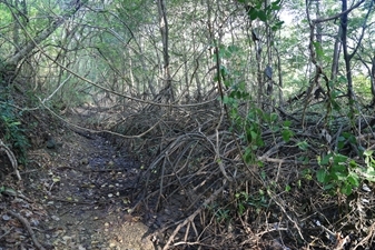 Mangroves in the Rainforest in Nosara