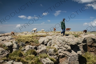 Goats in Simien Mountains National Park