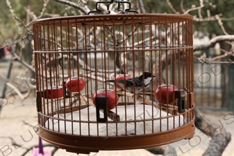 Bird in a Traditional Chinese Cage near the Long Corridor (Chang Lang) in the Temple of Heaven (Tiantan) in Beijing