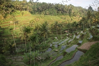 Paddy Field Terraces in Bali