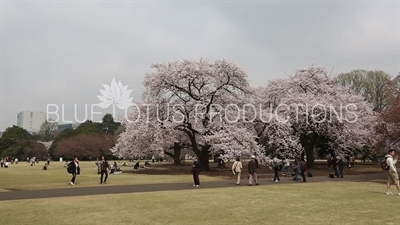 Shinjuku Gyoen National Park in Tokyo