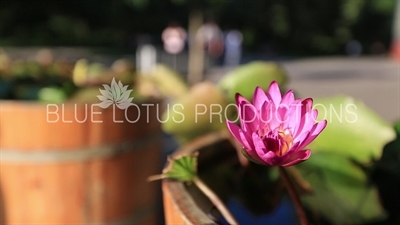Water Lily/Lotus in Jingshan Park in Beijing