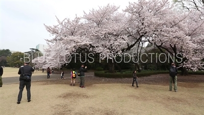 People Photographing Cherry Blossom in Shinjuku Gyoen National Park in Tokyo