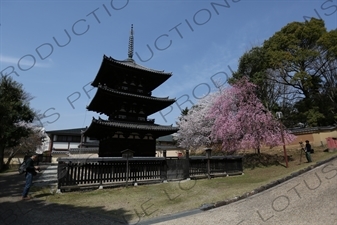 Three Storey Pagoda (Sanju-no-to) and Cherry Blossom Trees in Kofukuji in Nara