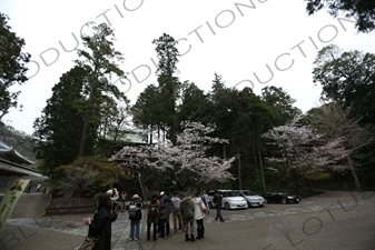 Entrance to Engaku-ji in Kamakura