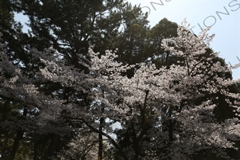 Cherry Blossom Tree in Kofukuji in Nara