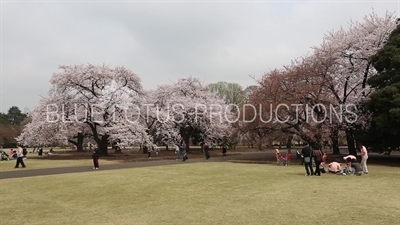 Shinjuku Gyoen National Park in Tokyo