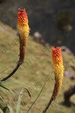 Kniphofia Uvaria/Red-Hot Poker Plants/Torch Lilies in Simien Mountains National Park