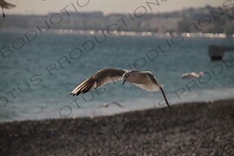 Seagulls on the Beach in Nice