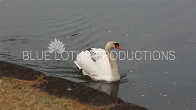 Tokyo Imperial Palace (Kokyo) Swan