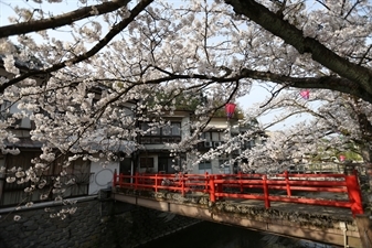 Cherry Blossom Tree in Kinosaki Onsen