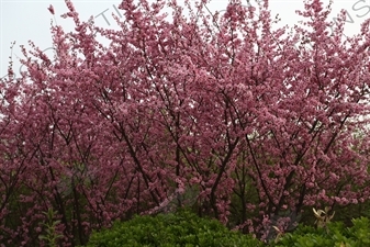 Cherry Blossom Trees in front of the National Centre for the Performing Arts (NCPA) or the 'Egg' in Beijing