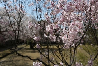 Cherry Blossom outside Big Buddha Hall (Daibutsuden) of Todaiji in Nara