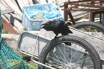 Crow on Rebun