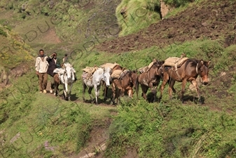 Mule Train in Simien Mountains National Park