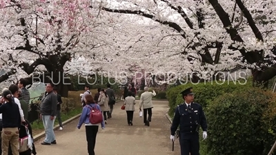 Kitanomaru Park/Garden Cherry Blossom Arbor in Tokyo