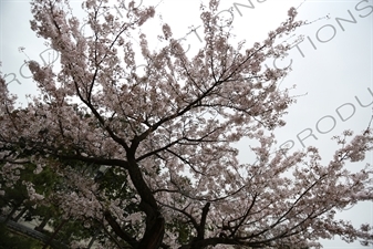 Cherry Blossom Tree in Kencho-ji in Kamakura