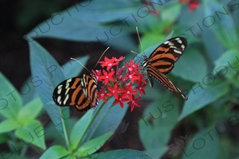 Tiger Longwing Butterflies in Arenal Volcano National Park