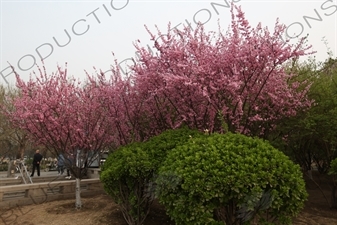 Cherry Blossom Trees in front of the National Centre for the Performing Arts (NCPA) or the 'Egg' in Beijing