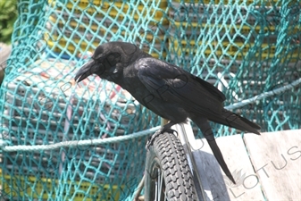 Crow on Rebun