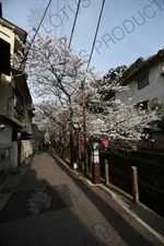 Lanterns Hanging in Cherry Blossom Trees in Kinosaki Onsen