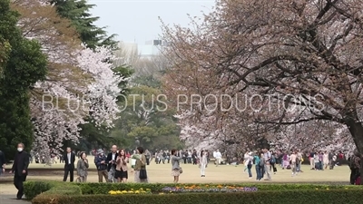 Shinjuku Gyoen National Park in Tokyo