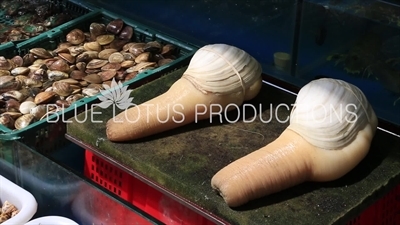 Geoduck Clams on Sale at the Huangsha Aquatic Products Wholesale Market (Huangsha Shuichan Jiaoyi) in Guangzhou