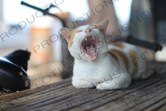 Cat Yawning on Gili Meno