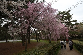 Cherry Blossom in Kyoto Gyoen/Imperial Palace Park in Kyoto