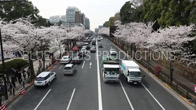 Tokyo Uchibori Dori Cherry Blossom