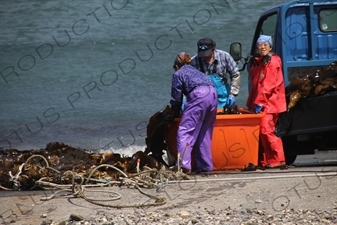 People Loading Kelp on to a Truck on Rebun