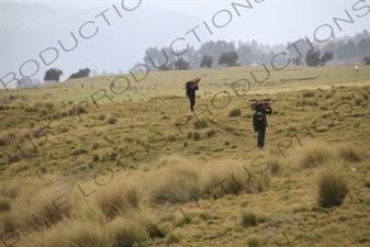 Men Carrying Firewood in Simien Mountains National Park