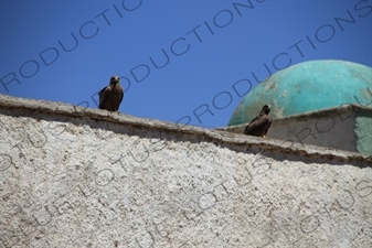 Eagles on a Building in the Old City of Harar