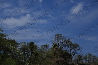 Birds Flying over Playa Guiones in Nosara