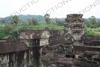 Jungle around Angkor Wat