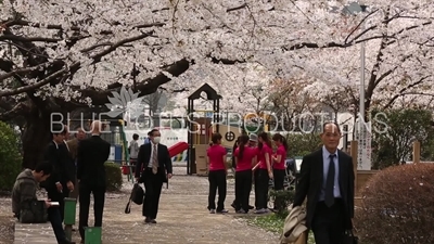 Cherry Blossom in Chidorigafuchi Park in Tokyo