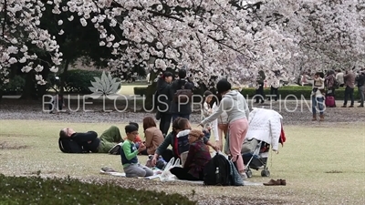 Family Sitting Under a Cherry Blossom Tree in Shinjuku Gyoen National Park in Tokyo