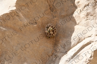 Wasp Nest at Persepolis