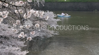 Tokyo Imperial Palace (Kokyu) Chidorigafuchi Moat Cherry Blossom