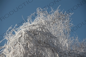 Snow Covered Branches in the Sun Island Scenic Area (Taiyang Dao) in Harbin