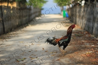 Rooster on Gili Meno