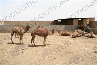 Camel Enclosure in Meybod