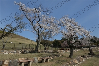 Cherry Blossom Trees in Nara Park