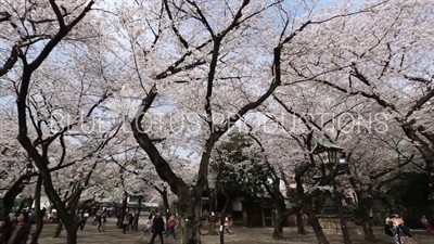 Yasukuni Shrine (Yasukuni-jinja) Cherry Blossom in Tokyo