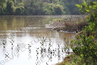 Estuary in Nosara