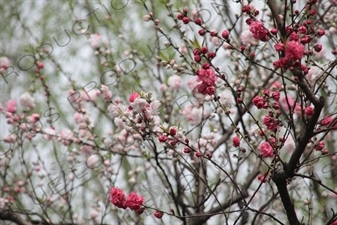 Tree Blossom beside West Lake (Xihu) in Hangzhou