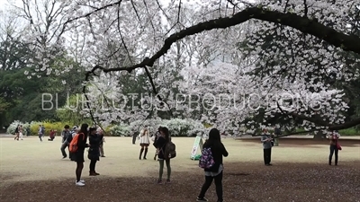 People Photographing Cherry Blossom in Shinjuku Gyoen National Park in Tokyo