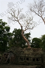 Tree Growing out of Temple Building at Ta Prohm in Angkor