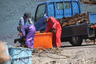 People Loading Kelp on to a Truck on Rebun