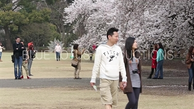 People Photographing Cherry Blossom in Shinjuku Gyoen National Park in Tokyo